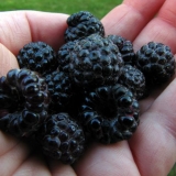 Džem od crnih malina: recepti za zimnicu